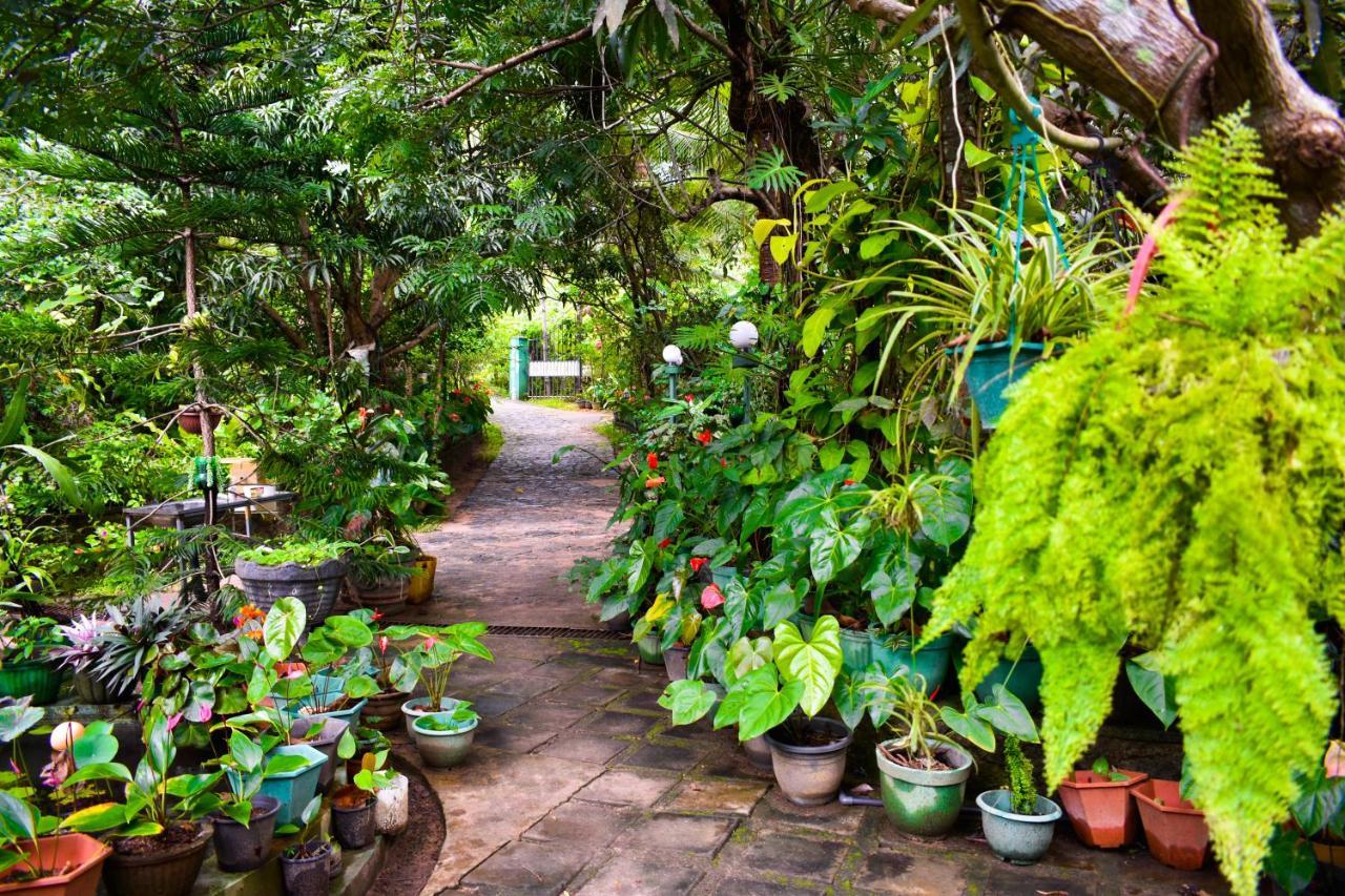 Sigiri Rock Side Home Stay Sigiriya Exteriör bild