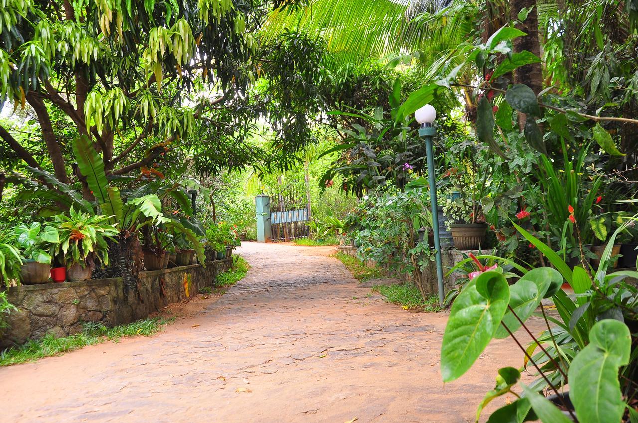 Sigiri Rock Side Home Stay Sigiriya Exteriör bild